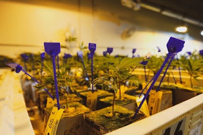 The Chronic Factory 
