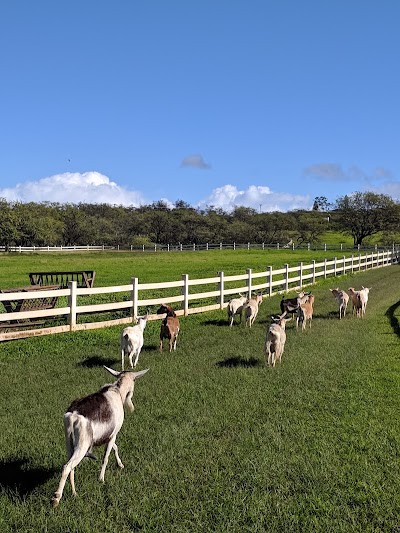 Surfing Goat Dairy