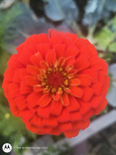 Dyer S Variety Store