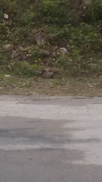 Speedy Beverage Drive Thru