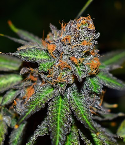 Original Cannabis Growers Llc