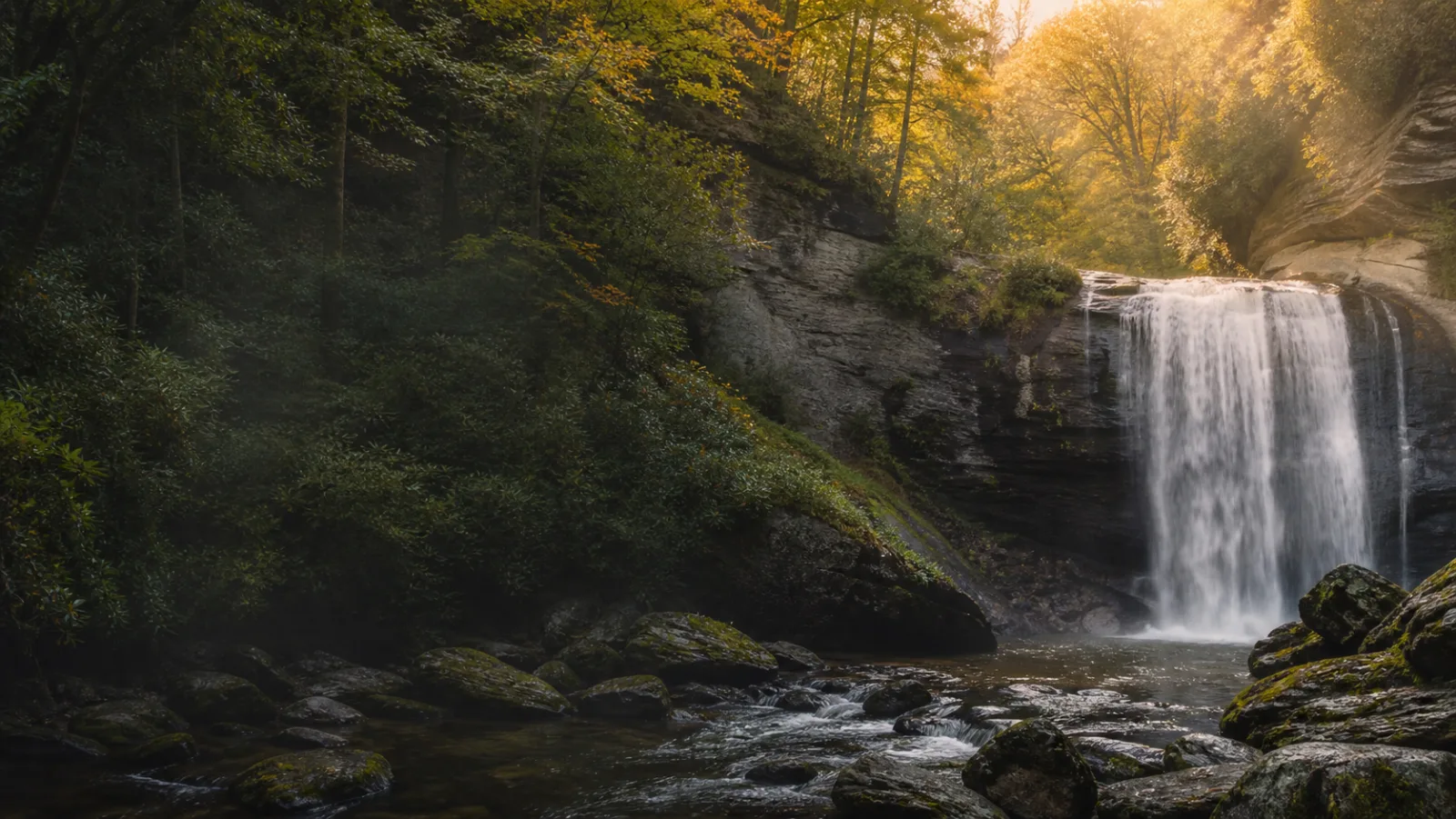 Pisgah Forest