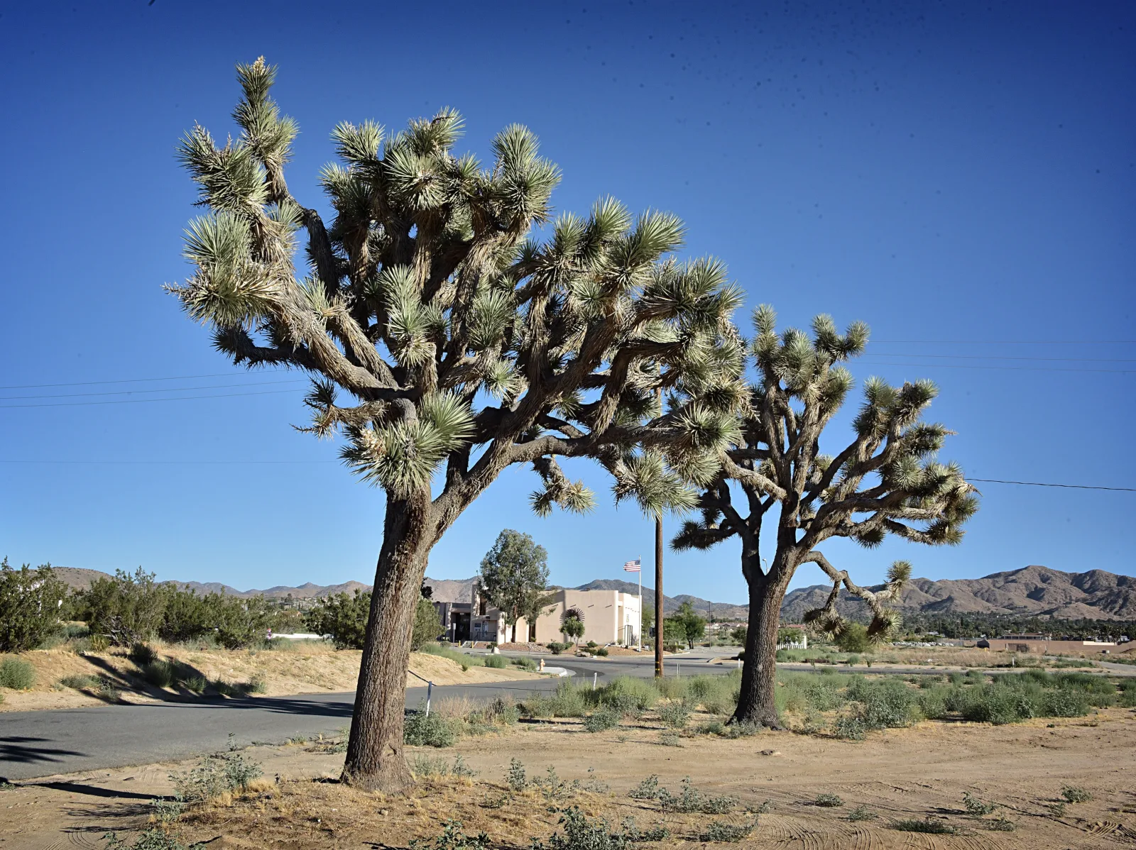 Yucca Valley